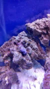 Zoas.webp