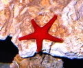 04 06 14 06 RED SEA STAR.webp