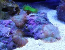 04 23 14 02 FIRE & ICE RHODACTIS & ZOA.webp