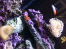 purple firefish.webp