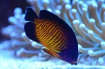 Coral Beauty.webp