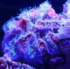 Corals 5.webp
