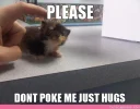 please-dont-poke-me-just-hugs.webp
