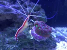 ShrimpandWarCoral.webp