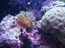 Anemone, Clown fish, Frogspawn, Purple urchin.webp