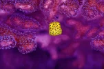 boxfish.webp