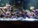 Full tank pic.webp