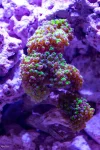 frogspawn.webp