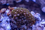 zoas.webp