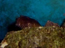 starry blenny.webp