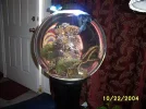 terrarium reef glowb.webp