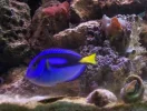 Dory Profiled.webp