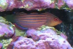 sixline wrasse.webp