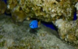 Yellowtail Damsel 11:03:091.webp