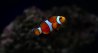 Ocellaris Clown Fish 11:18:096.jpg