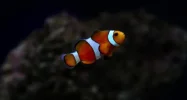 Ocellaris Clown Fish 11:18:096.webp