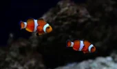 Ocellaris Clown Fish 11:18:097.webp