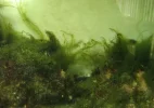 Algae.webp