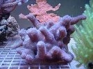 Blue Millepora 1.webp