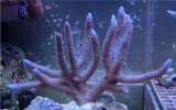 Blue Millepora 2.webp