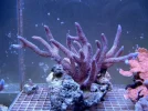 Blue Millepora 3.webp