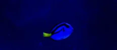 Blue Tang 12:16:091.webp