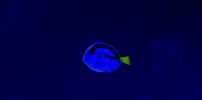 Blue Tang 12:16:092.webp