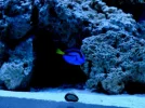 Blue Tang 12:16:093.webp