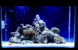 Fish-Tank1.webp