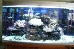 my tank 01.webp