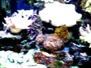 my tank 2.webp