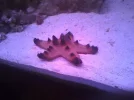 starfish chip.webp