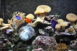 Our reef tank 2009 003.webp