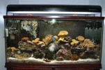 Our reef tank 2009 004.webp