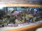 MY SOFT CORAL REEF TANK.webp