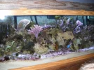 MY SOFT CORAL REEF TANK.webp