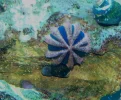 cropped urchin.webp