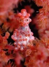 pygmy-seahorse.webp