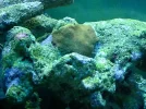 75G reef 009.webp