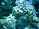 75G reef 011.webp