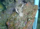 75G reef 013.webp