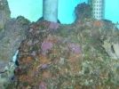 75G reef 017.webp