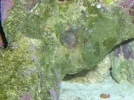 75G reef 019.webp