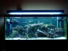 75G reef 026.webp