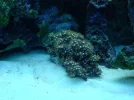 75G reef 029.webp