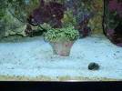 75G reef 031.webp