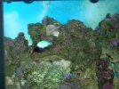 75G reef 036.webp