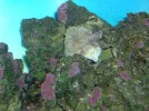 75G reef 033.webp