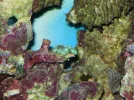 75G reef 059.webp