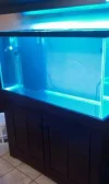 Fish tank set up 004.webp